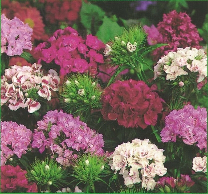 Picture of Sweet William - Indian Carpet Mixed